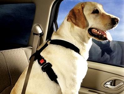 关于狗狗习惯坐车的训练