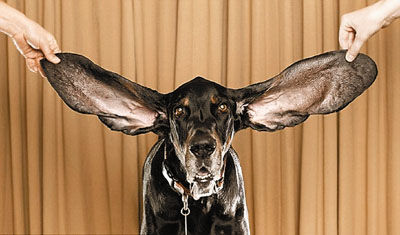 关于狗的耳朵类型