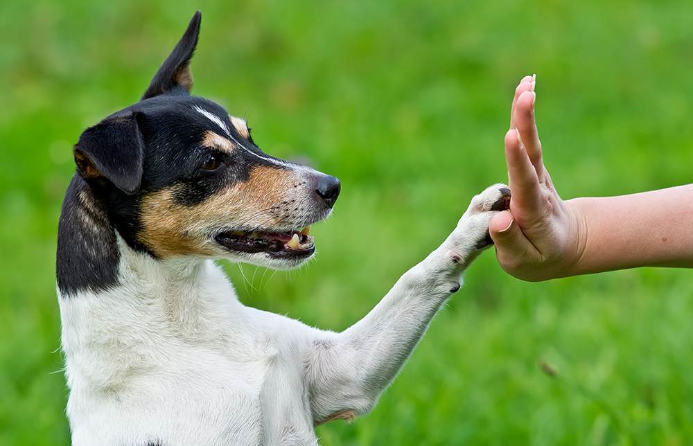 怎么改掉狗狗的坏习惯？