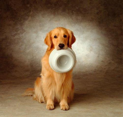 狗狗吃了不能吃的东西怎么办？
