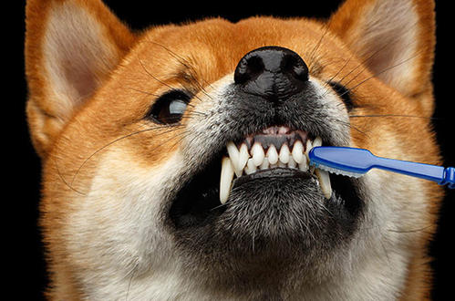 怎么让狗狗心甘情愿刷牙？