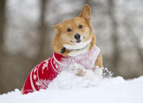狗狗觉得冬天冷吗？