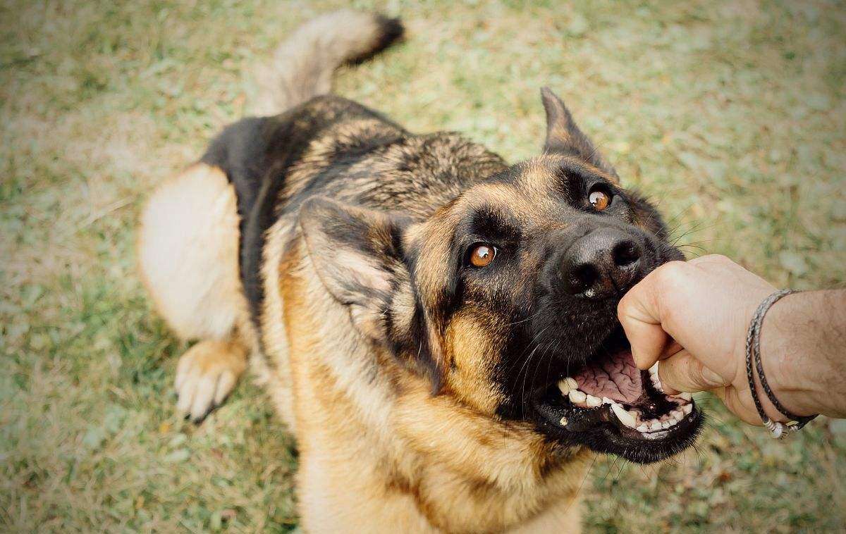 狗狗喜欢咬人怎么办？